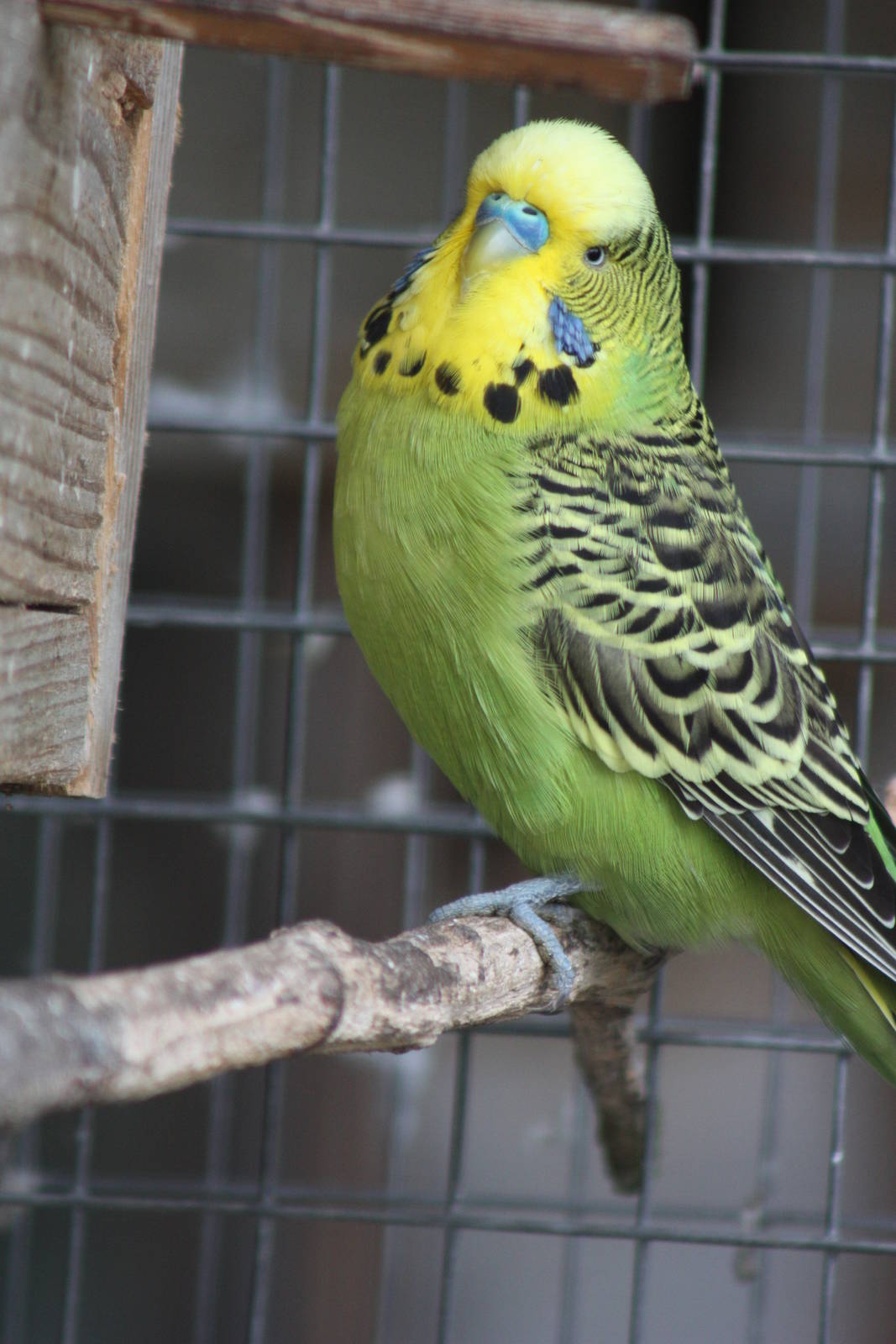 Budgerigar, 21st August 2014