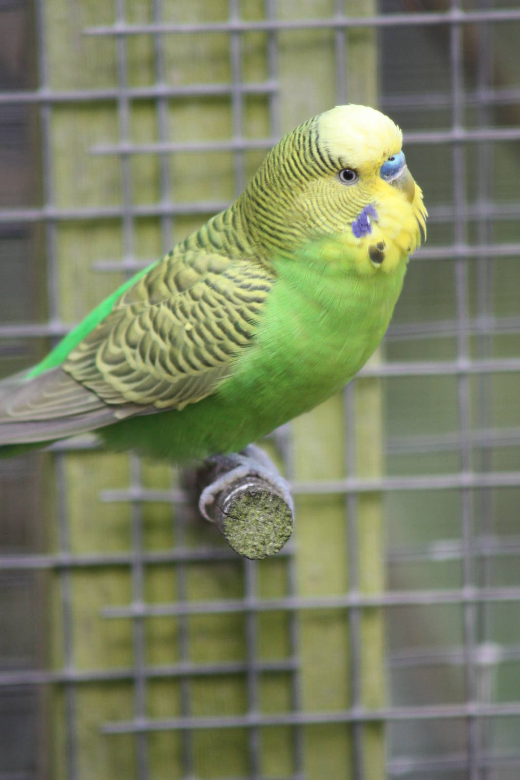 Budgerigar, 21st August 2014