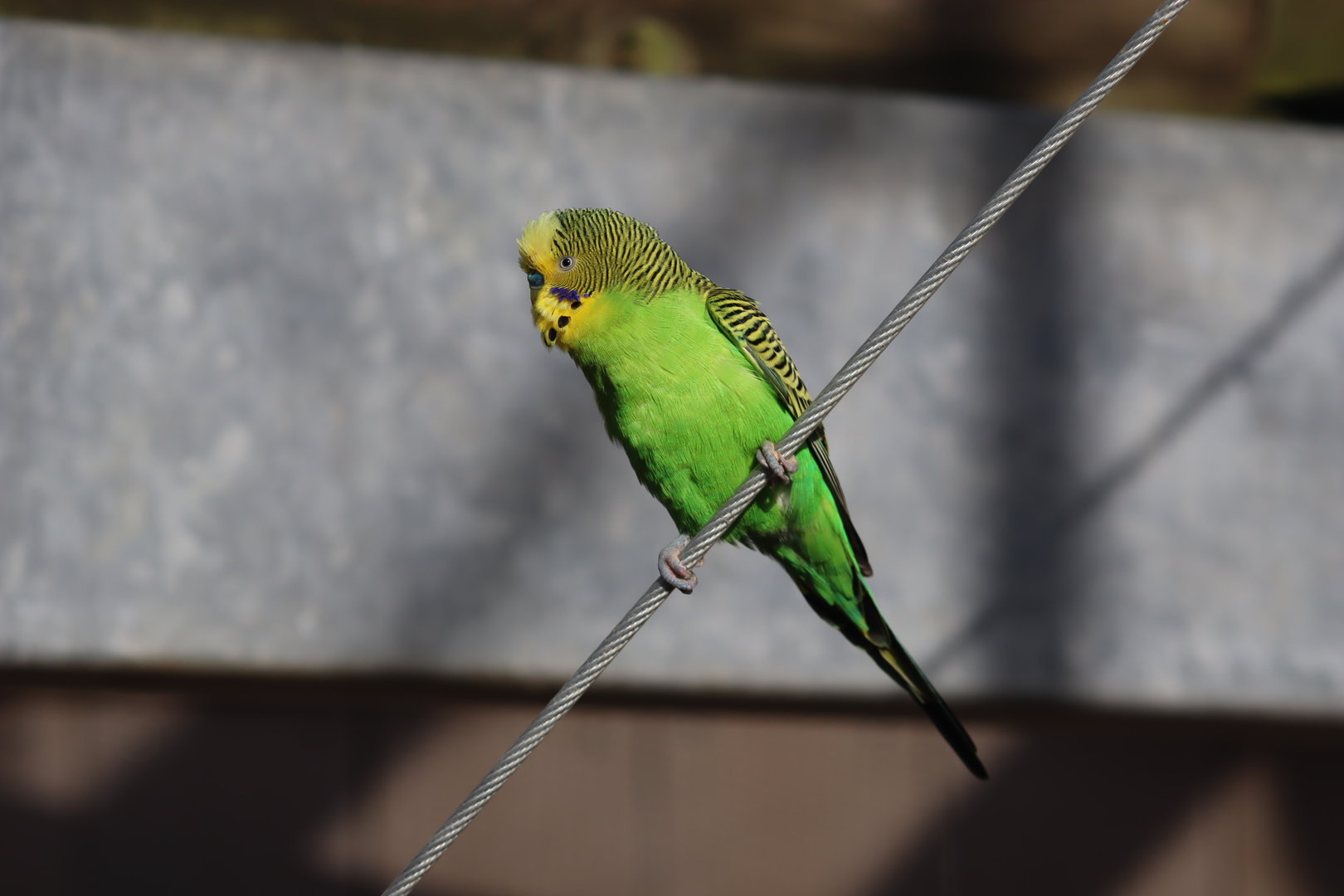 Budgerigar - 8 November 2022