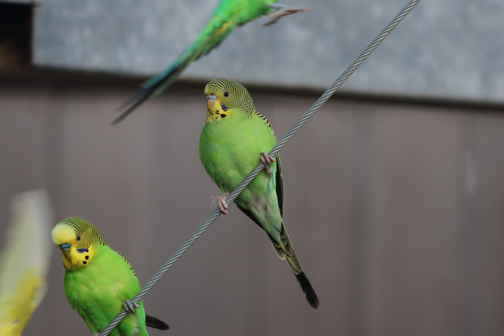 Budgerigar - 8 November 2022