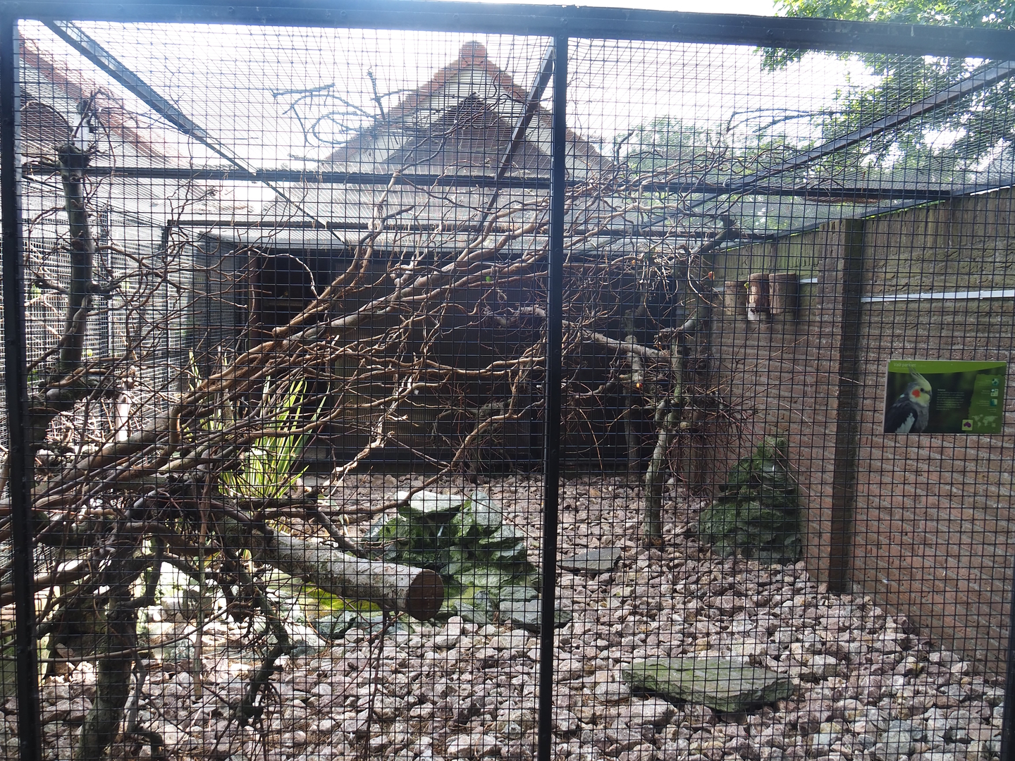 Budgerigar and cockatiel aviary, 2022-08-28