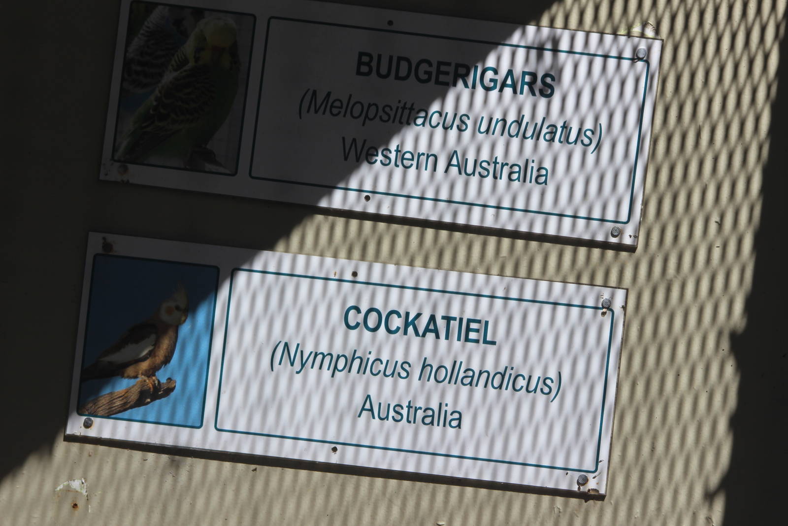 Budgerigar and Cockatiel signs, Riddiford Garden aviary