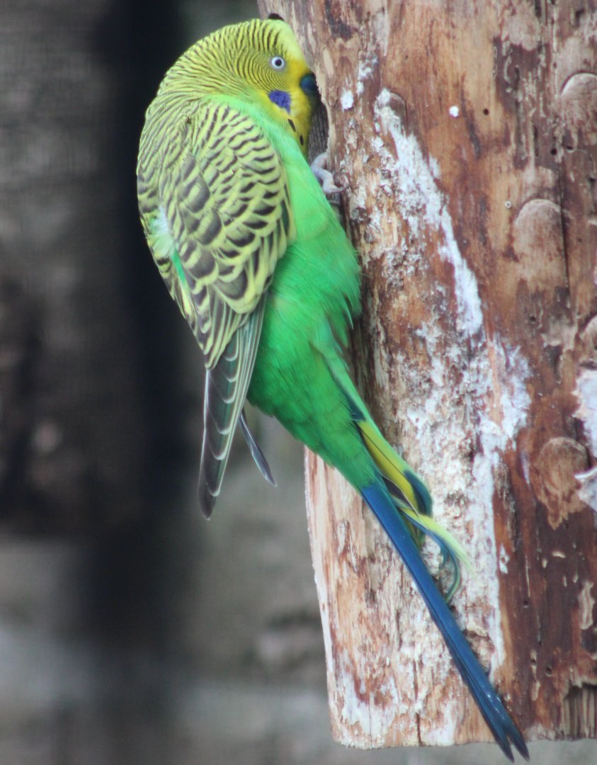 Budgerigar at the nest