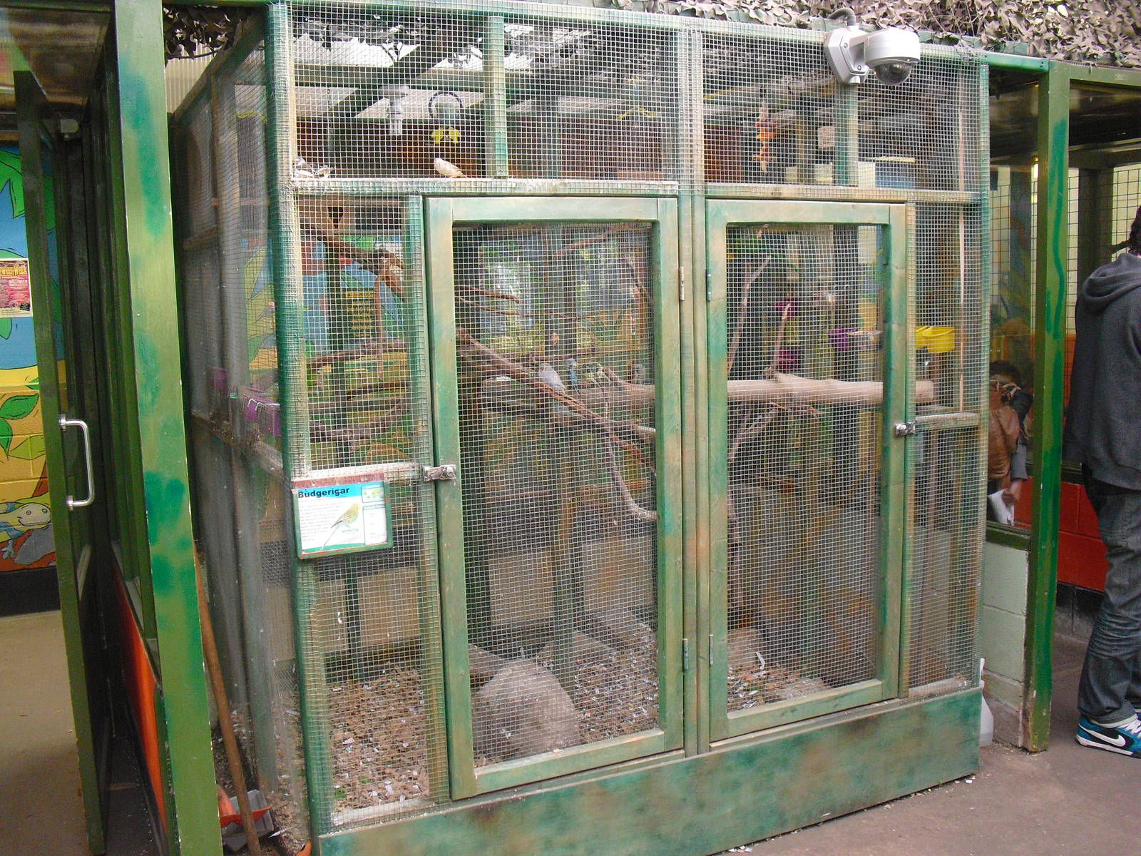 Budgerigar Aviary - 16/10/2011