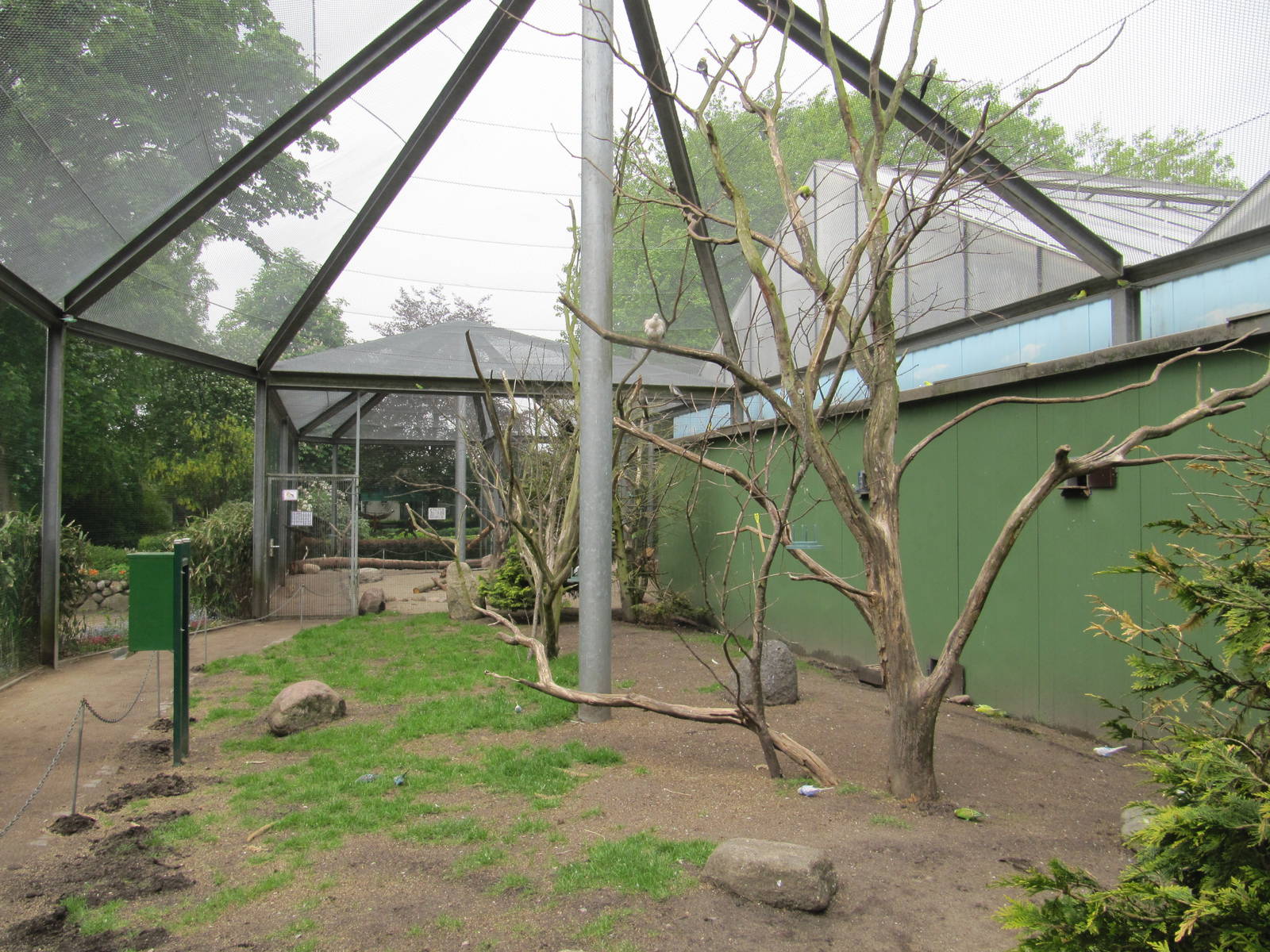 Budgerigar Aviary 2011