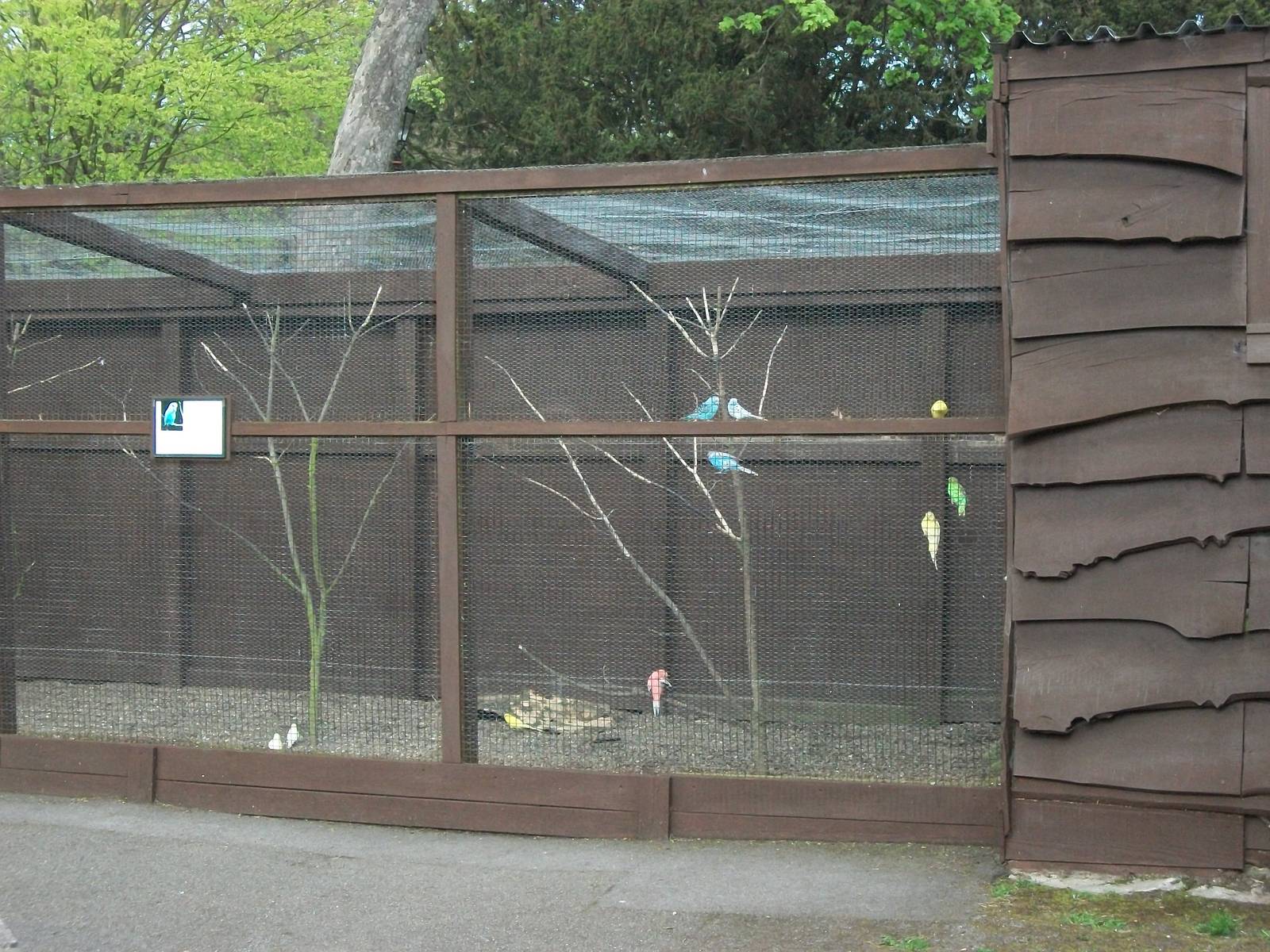Budgerigar aviary, 4th May 2014