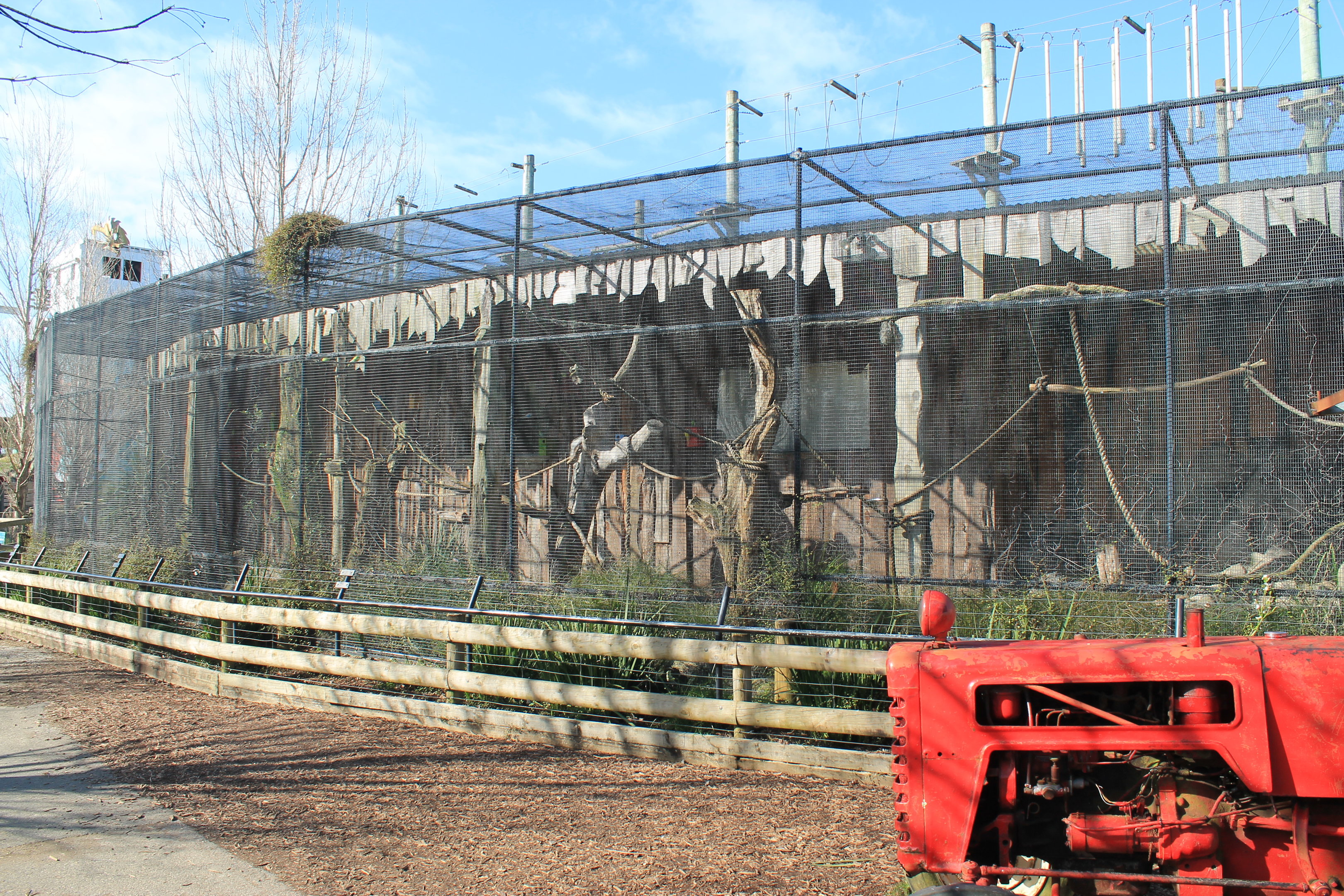 Budgerigar aviary - Buttermilk Farm