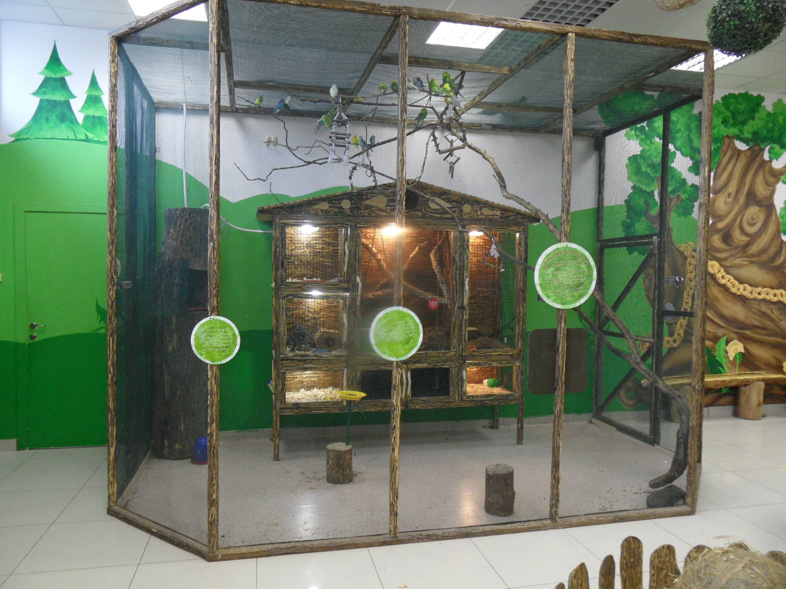Budgerigar aviary
