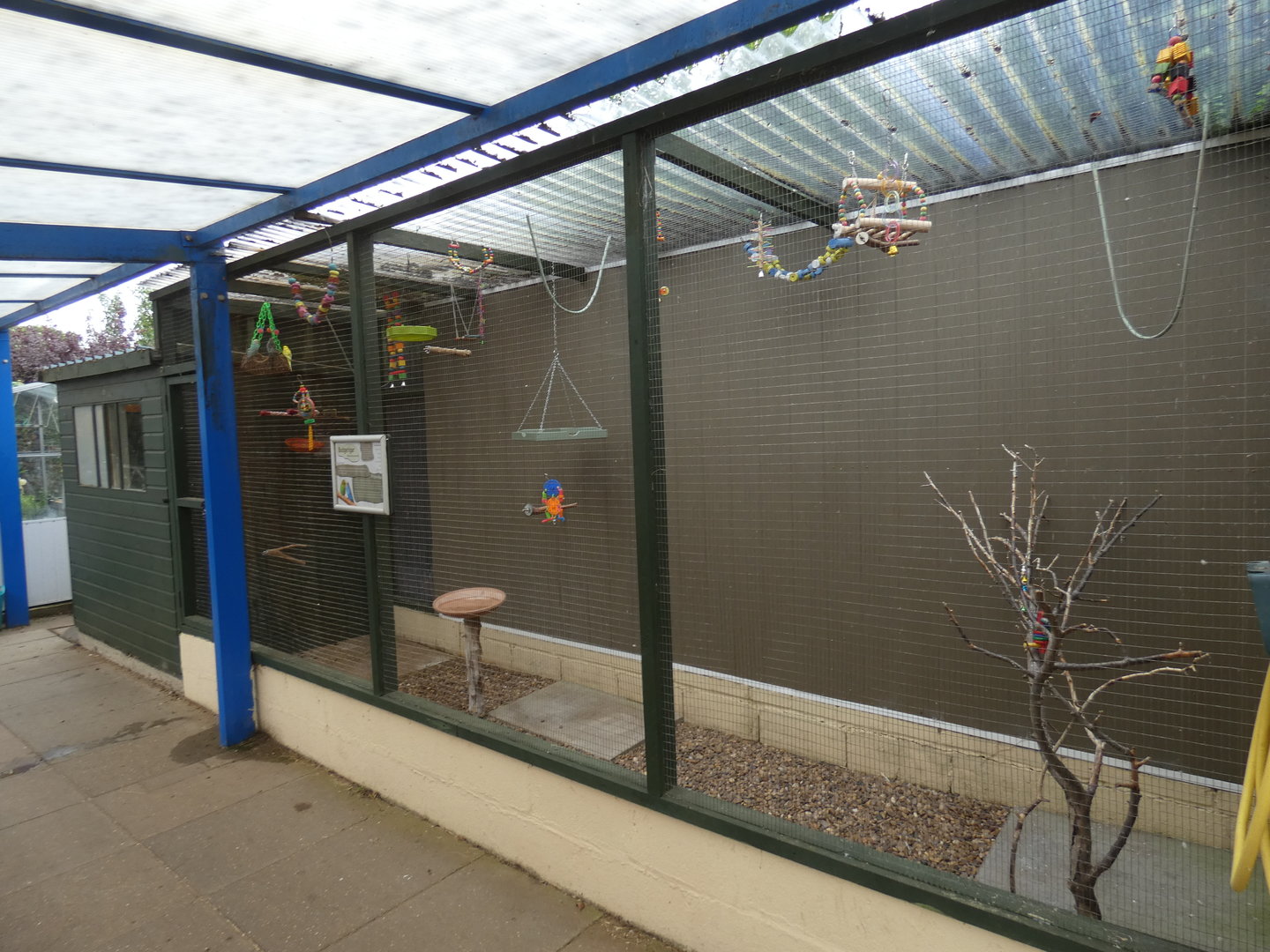 Budgerigar aviary