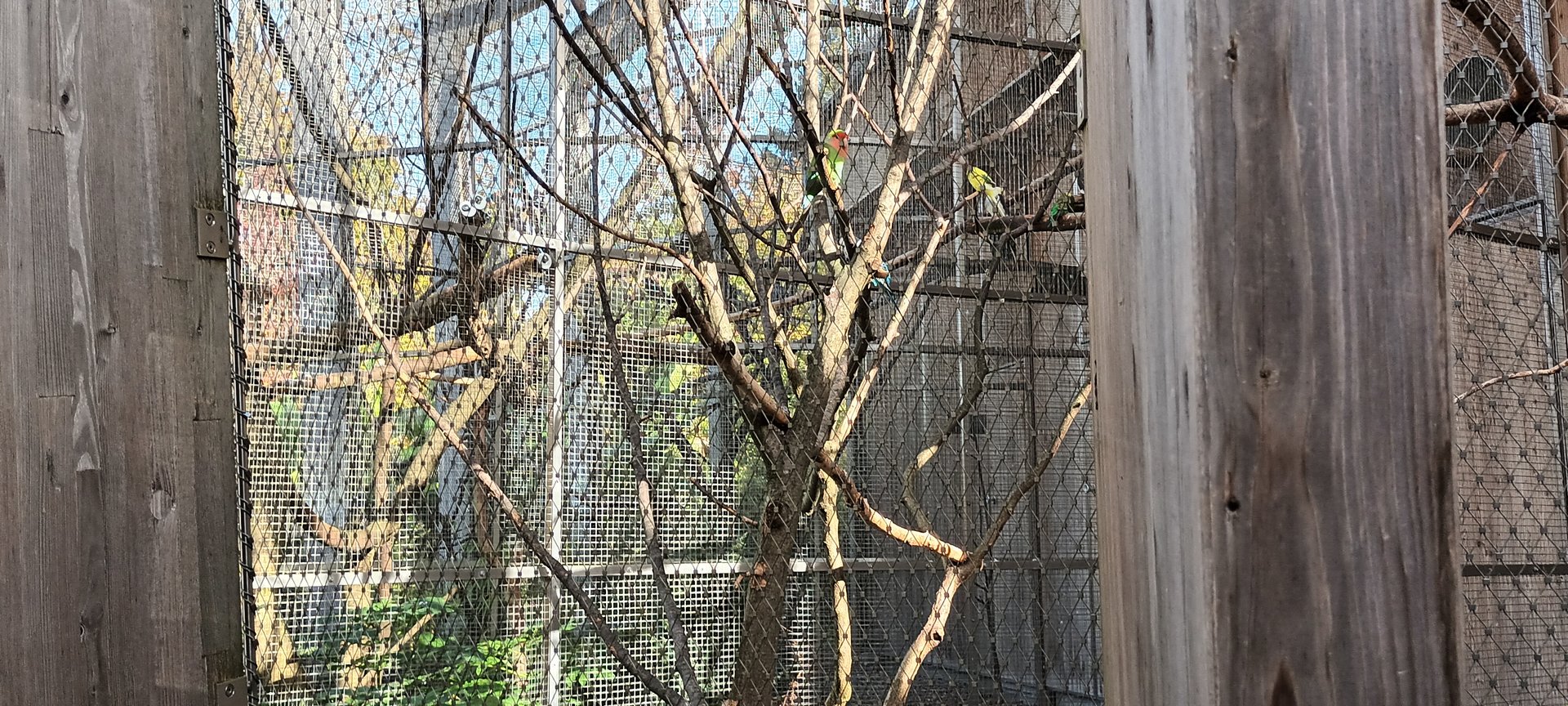 Budgerigar Breedingform, Cockatiel and Fishers Lovebird Aviary