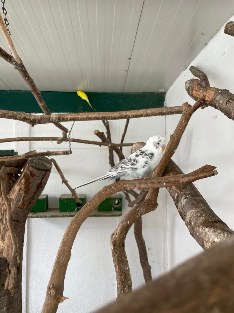 Budgerigar Breedingform