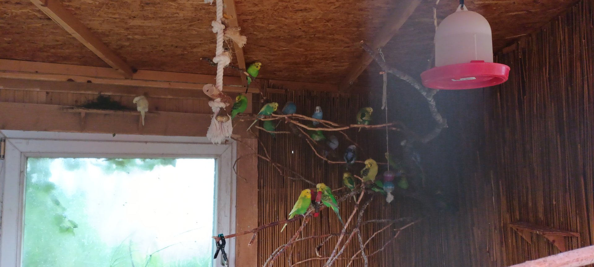 Budgerigar Breedingform