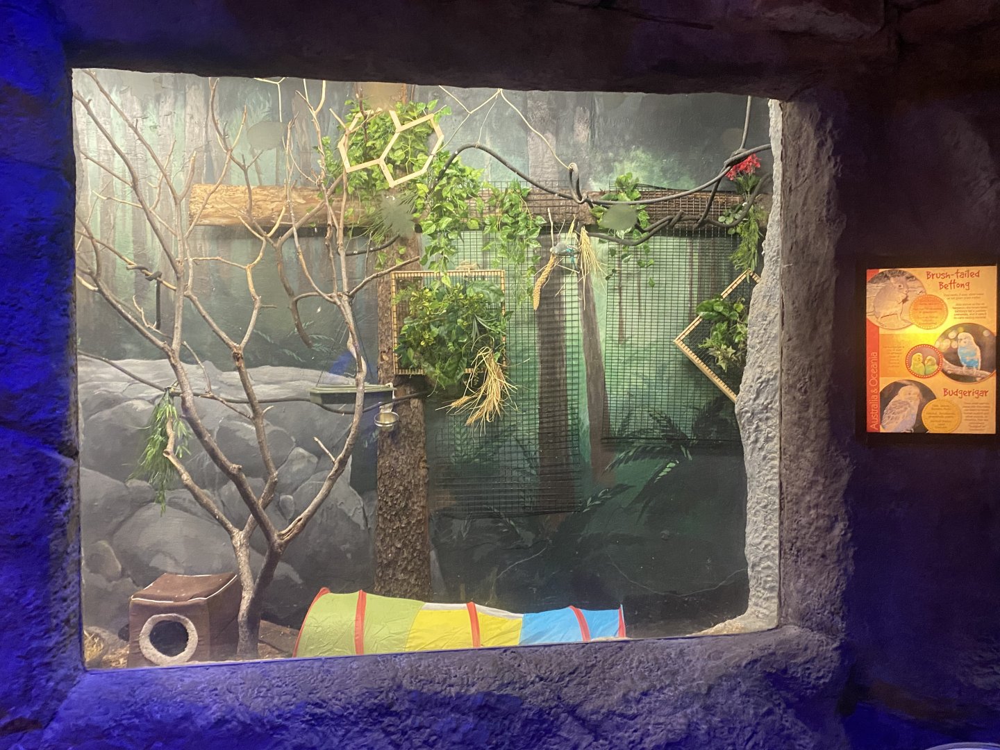 Budgerigar/ Brush-Tailed Bettong Exhibit