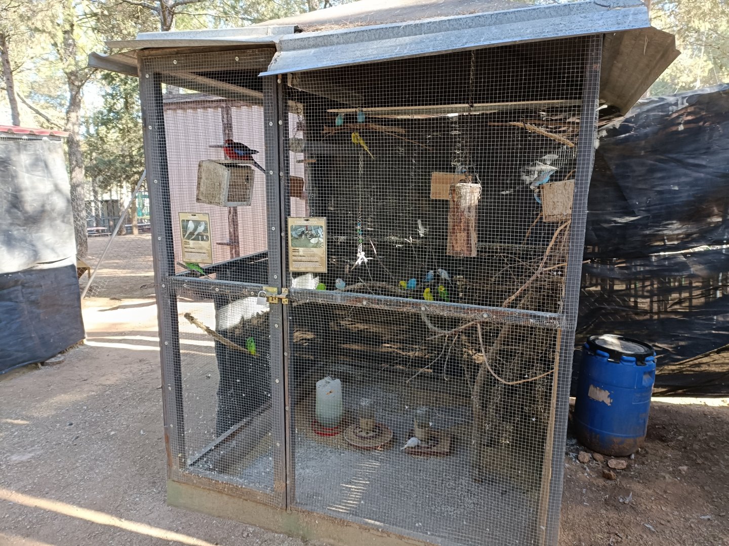 Budgerigar exhibit - Bioparque La Rocha