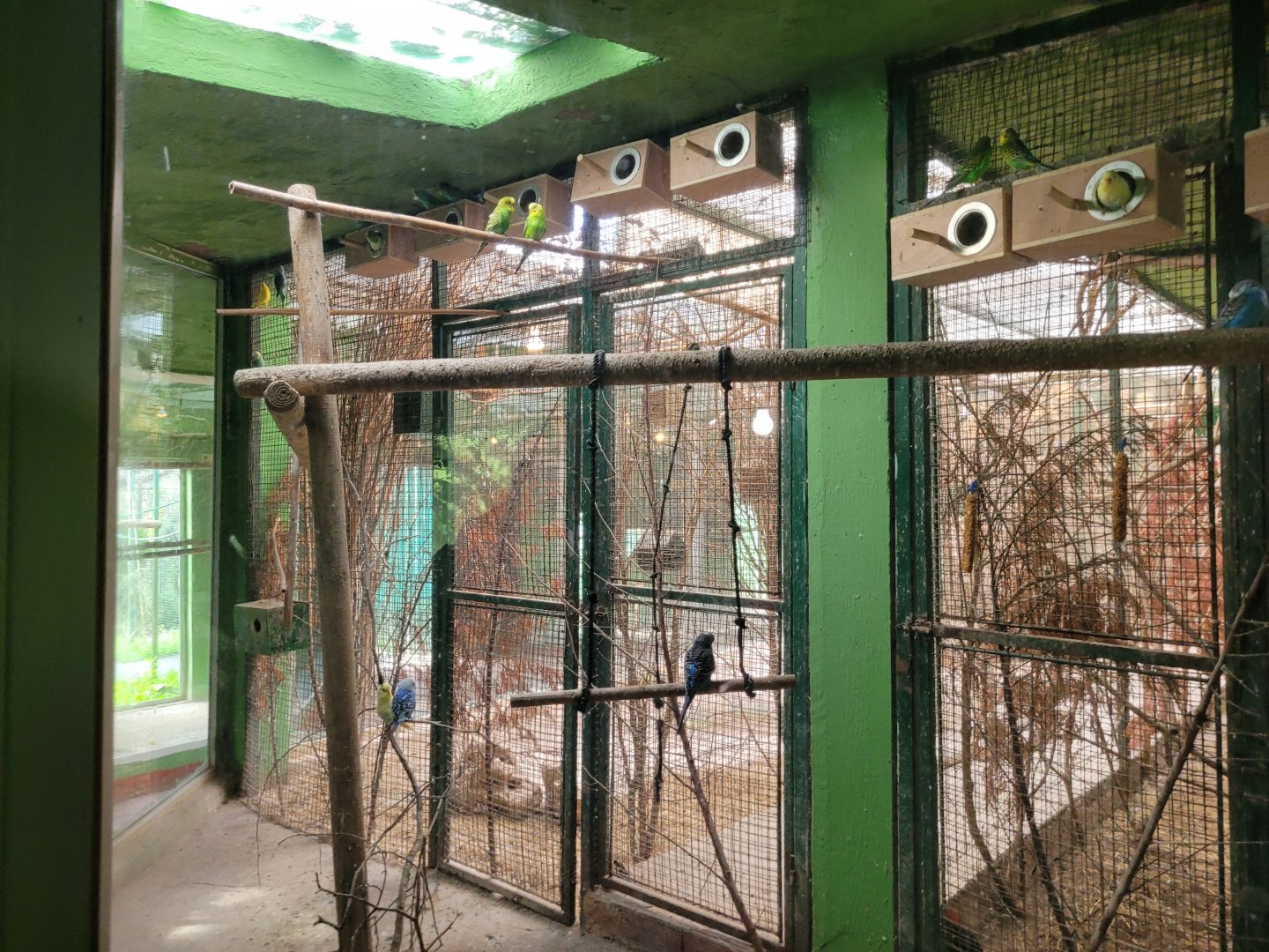 Budgerigar exhibit -Zoo de Santillana del Mar (2023)