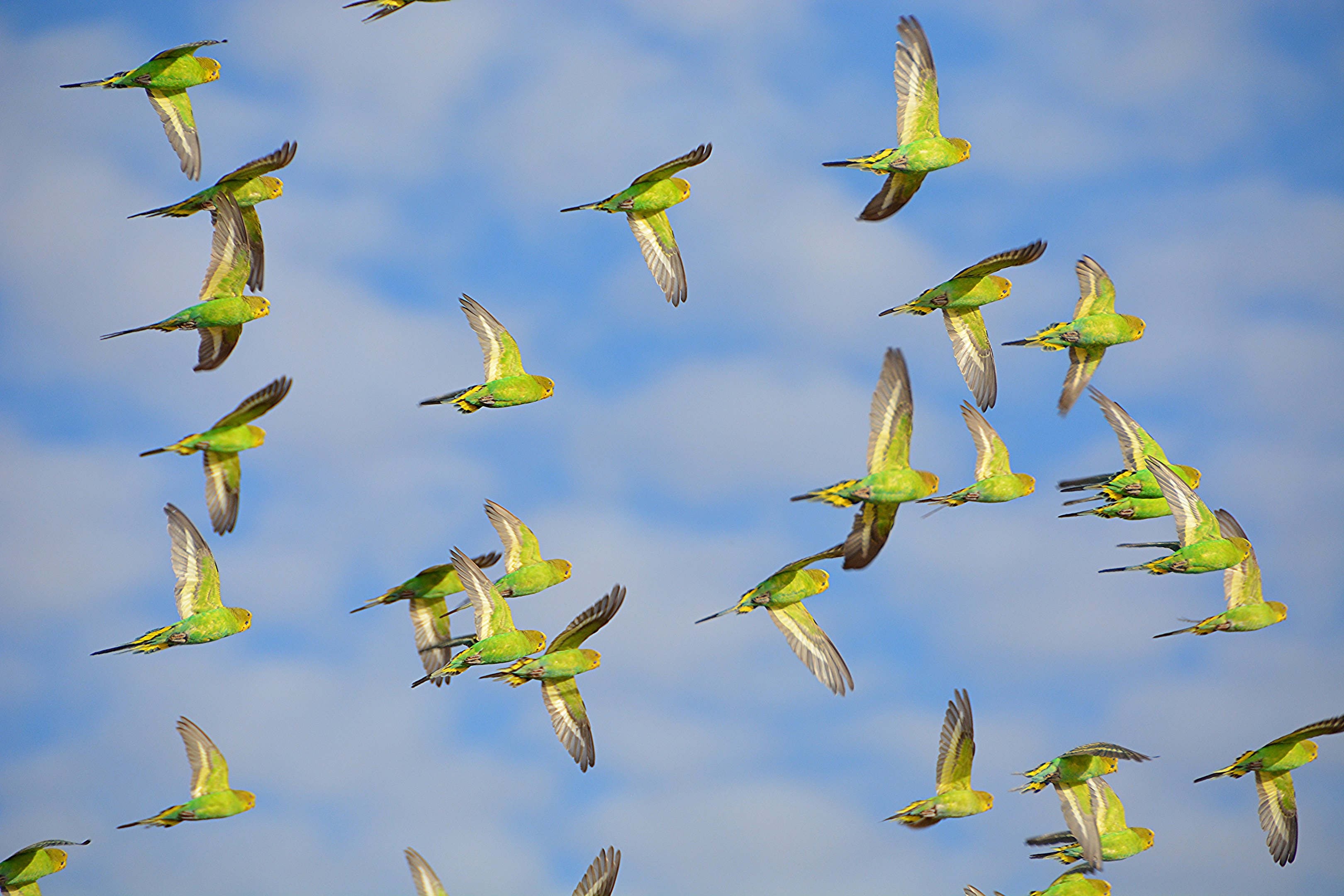 Budgerigar flock.