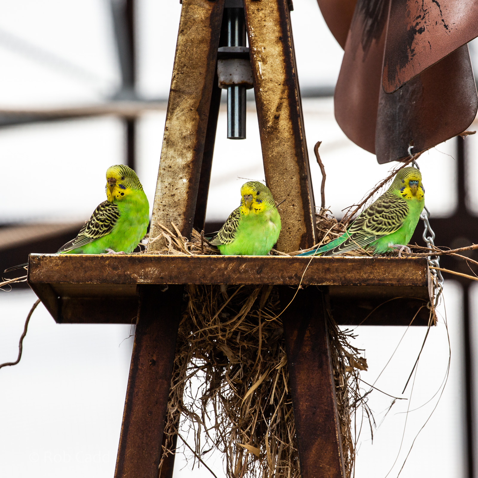 Budgerigar : Hamerton : 08 Sep 2018