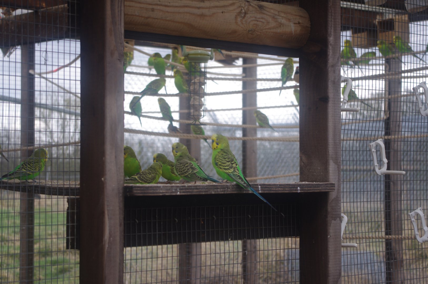 Budgerigar- Hamerton Zoo Park 6/3/2022