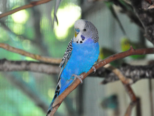 Budgerigar in Kishinev Zoo