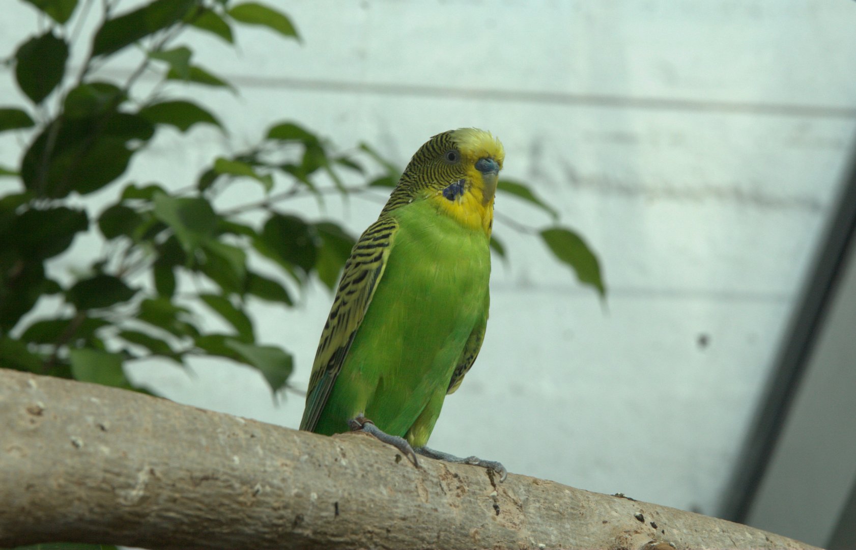 Budgerigar (Melopsittacus undulatus), 09-09-25