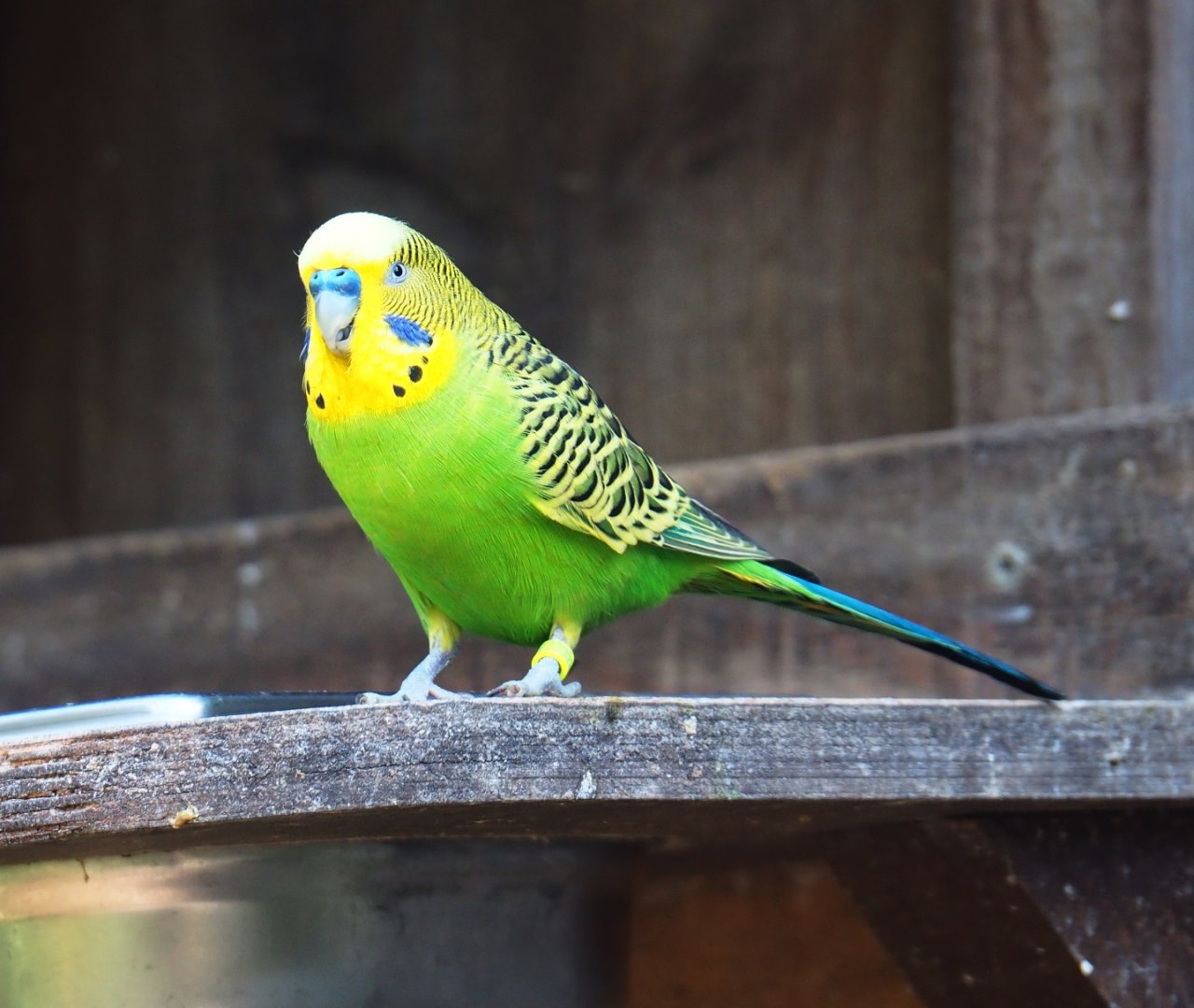 Budgerigar (Melopsittacus undulatus), 2019-03-30