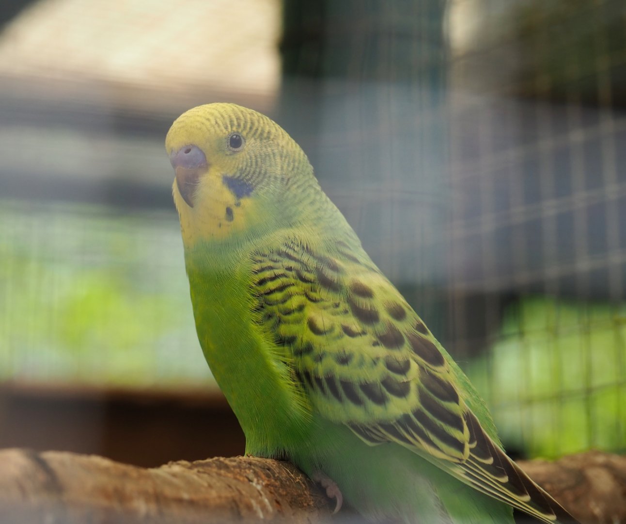 Budgerigar (Melopsittacus undulatus), 2019-06-01