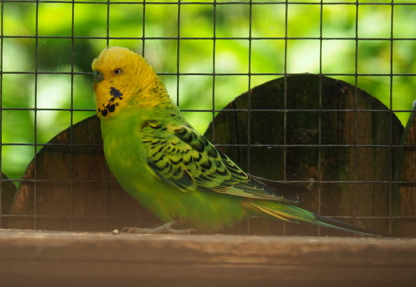Budgerigar (Melopsittacus undulatus), 2019-06-01