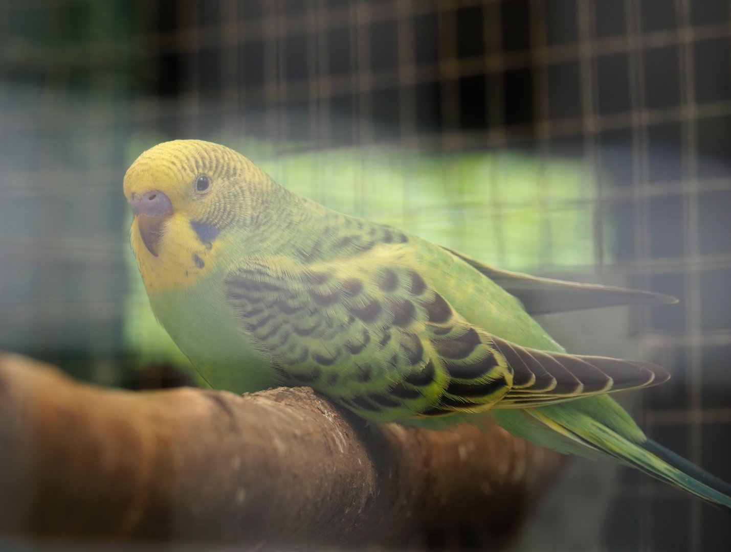 Budgerigar (Melopsittacus undulatus), 2019-06-01