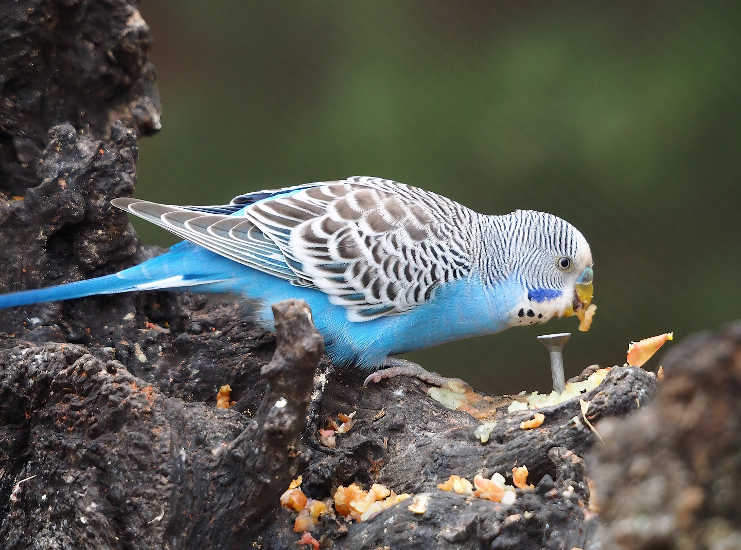 Budgerigar (Melopsittacus undulatus), 2023-10-13