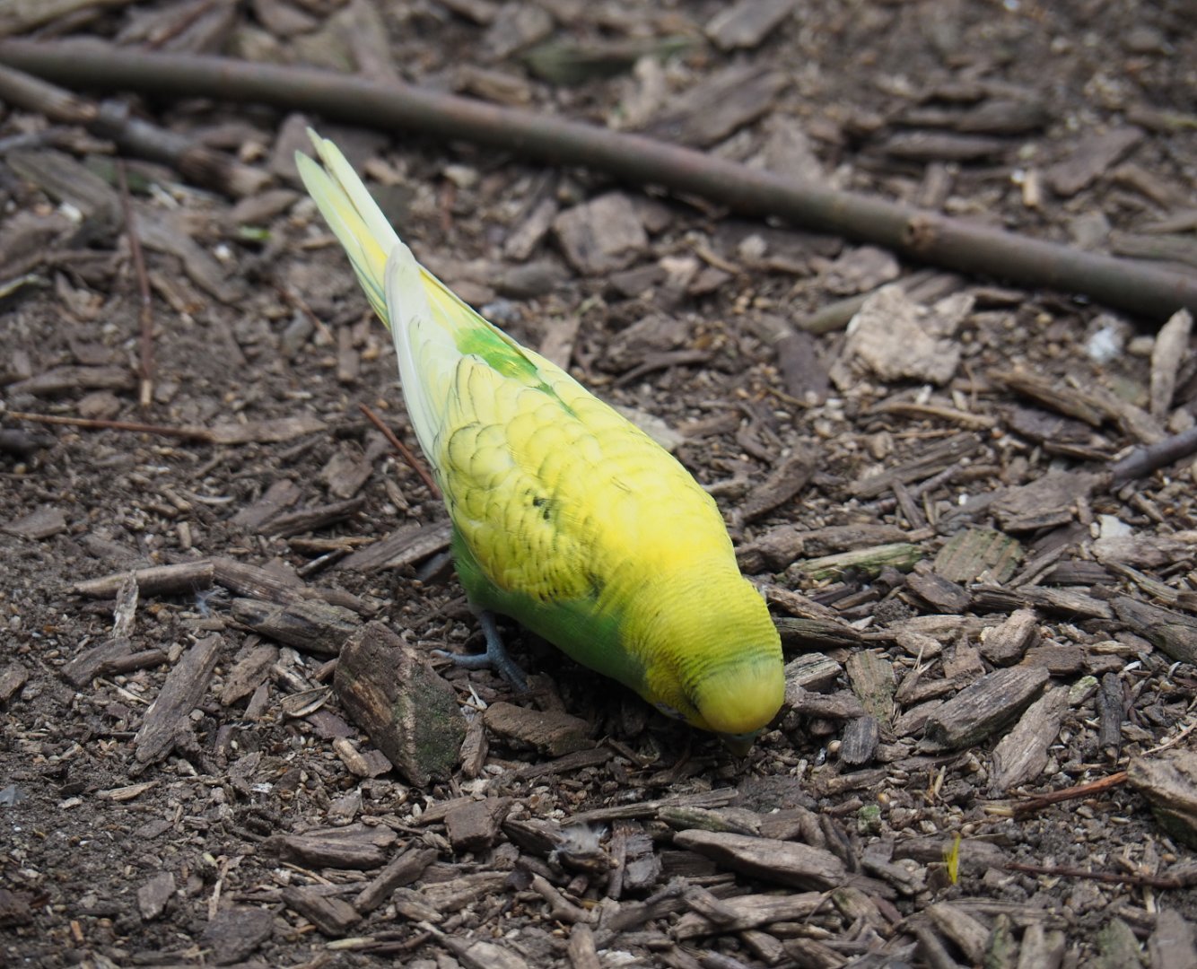 Budgerigar (Melopsittacus undulatus) - Breeding form, 2019-05-25