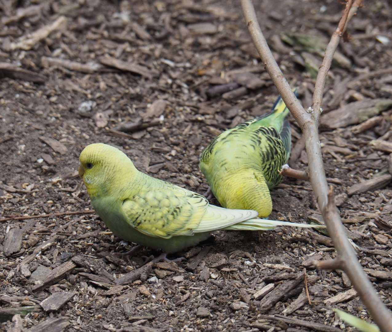 Budgerigar (Melopsittacus undulatus) - Breeding form, 2019-05-25