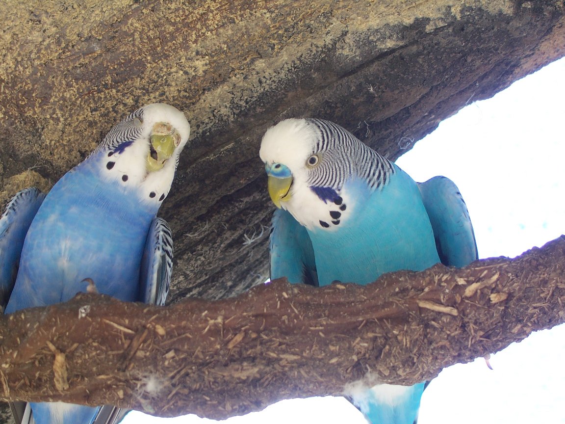 Budgerigar (Melopsittacus undulatus)