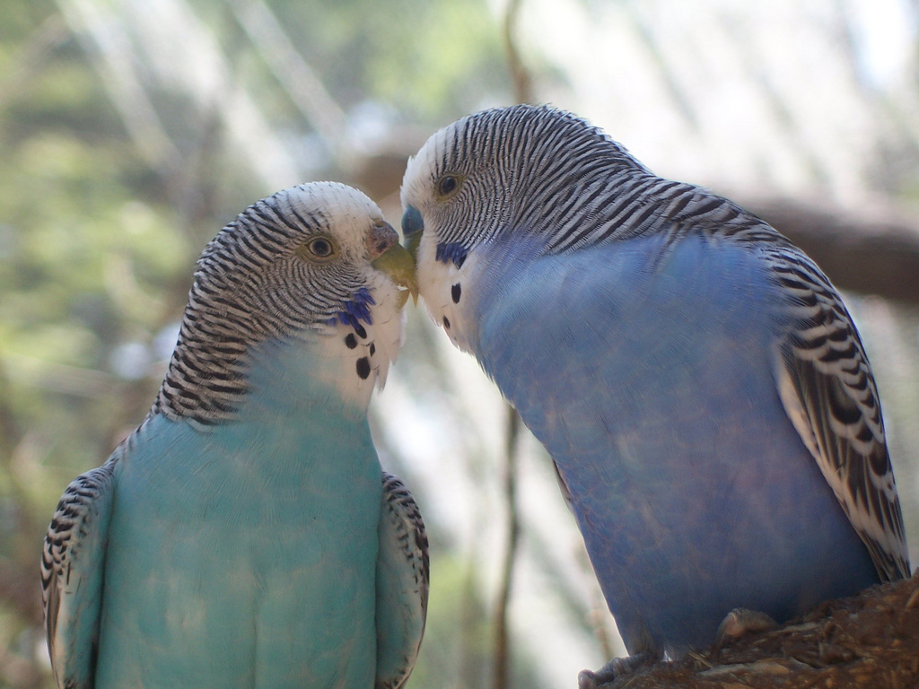 Budgerigar (Melopsittacus undulatus)