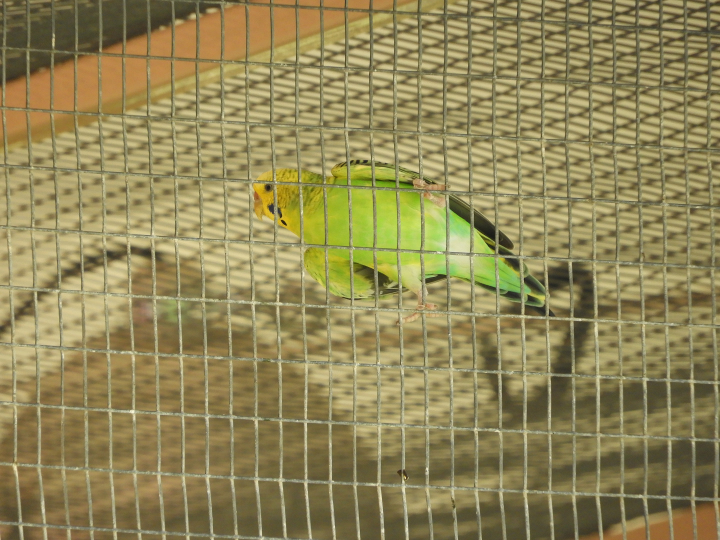 Budgerigar (Melopsittacus undulatus)