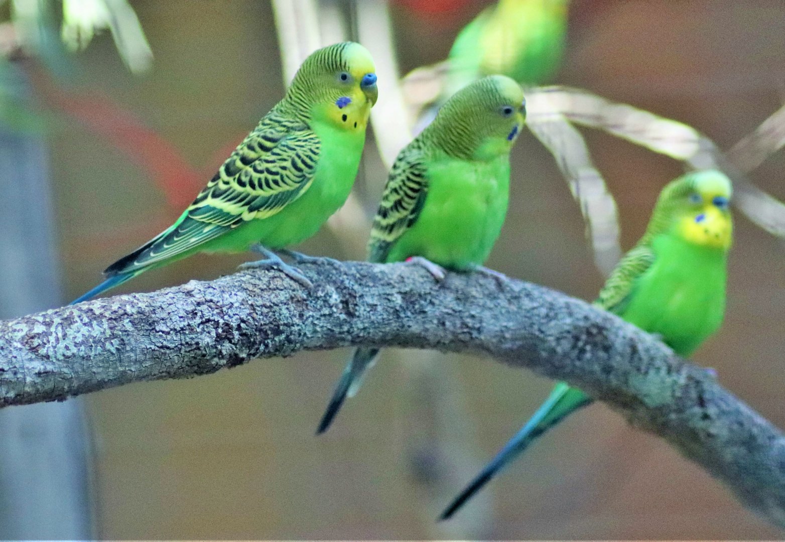 Budgerigar (Melopsittacus undulatus)
