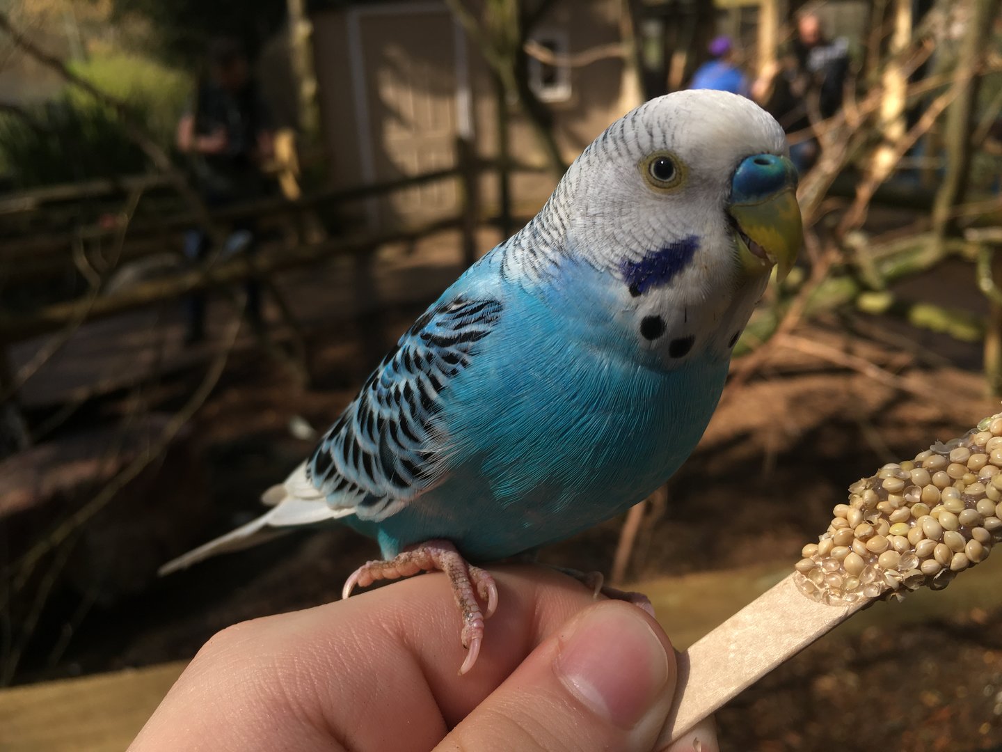 Budgerigar (Melopsittacus undulatus)