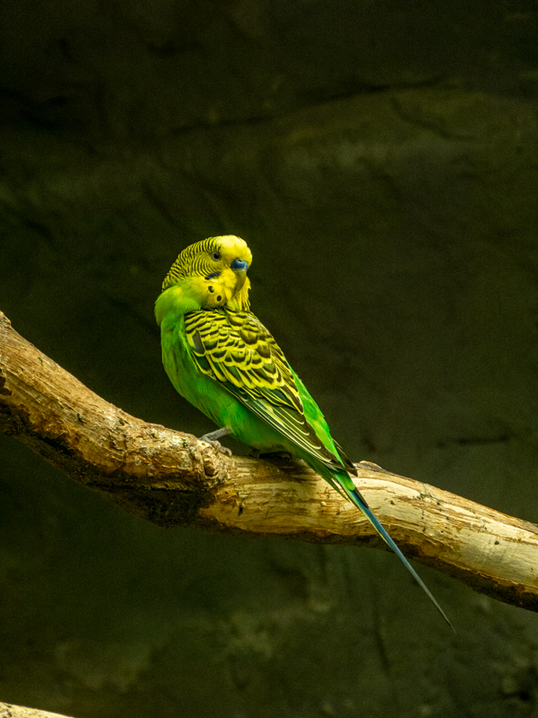budgerigar (Melopsittacus undulatus)