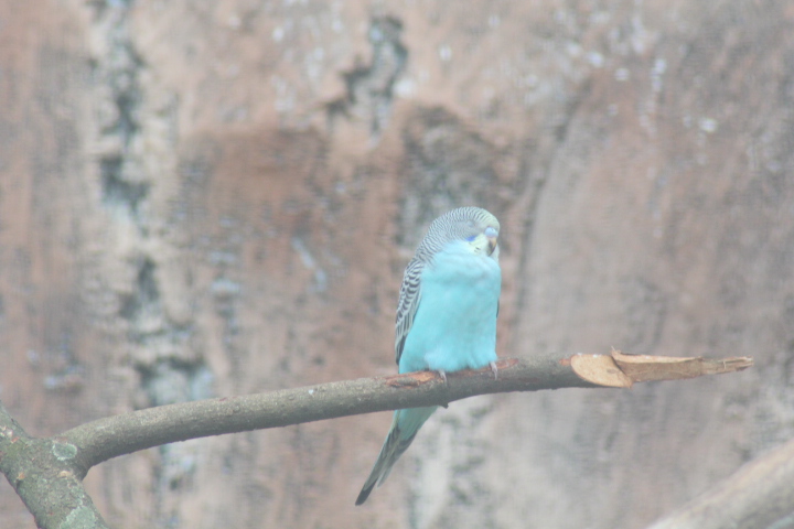 Budgerigar (Melopsittacus undulatus)