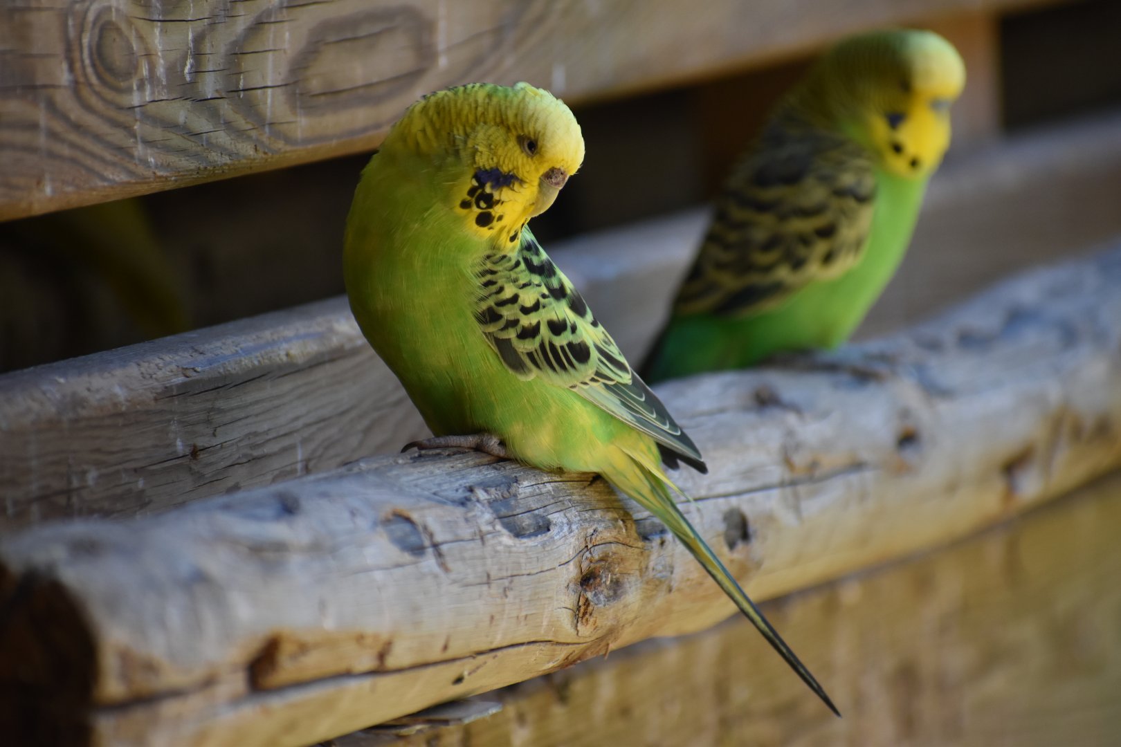 Budgerigar (Melopsittacus undulatus)