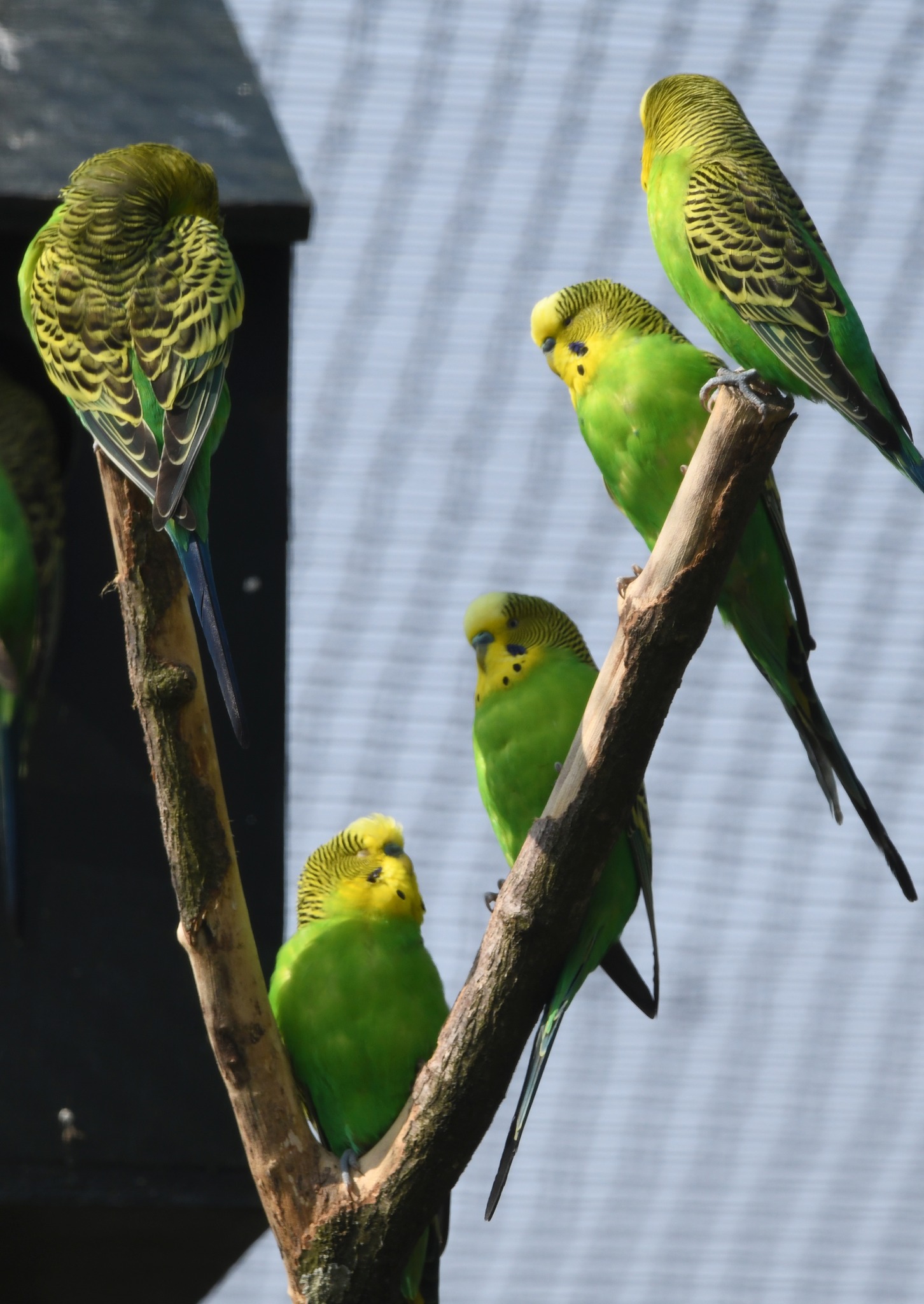 Budgerigar - Melopsittacus undulatus