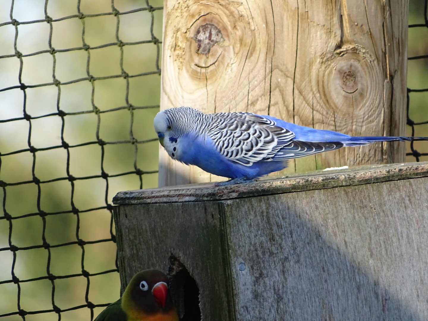 Budgerigar (Melopsittacus undulatus)