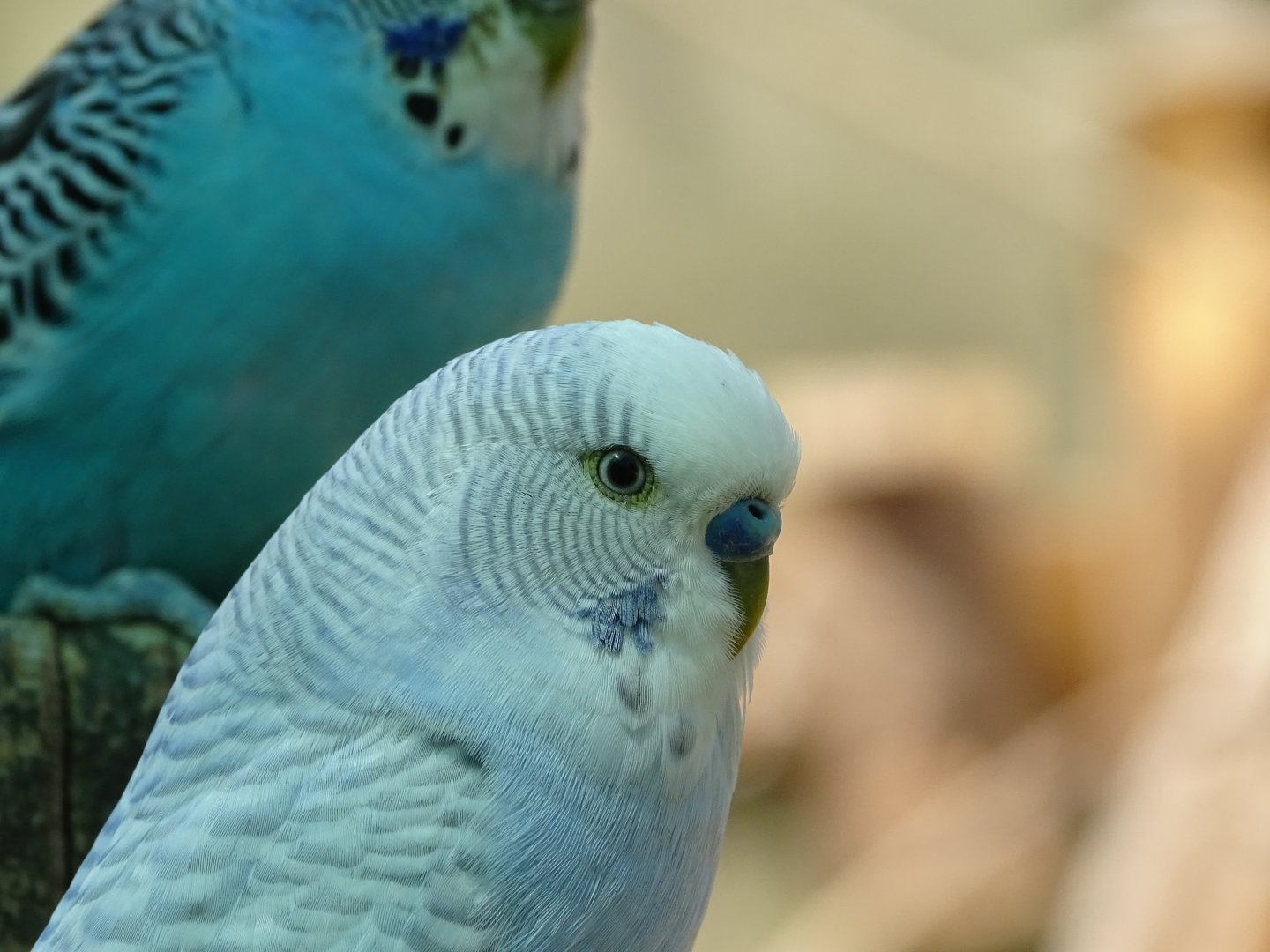 Budgerigar (Melopsittacus undulatus)