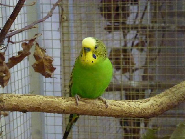Budgerigar, October 2013.