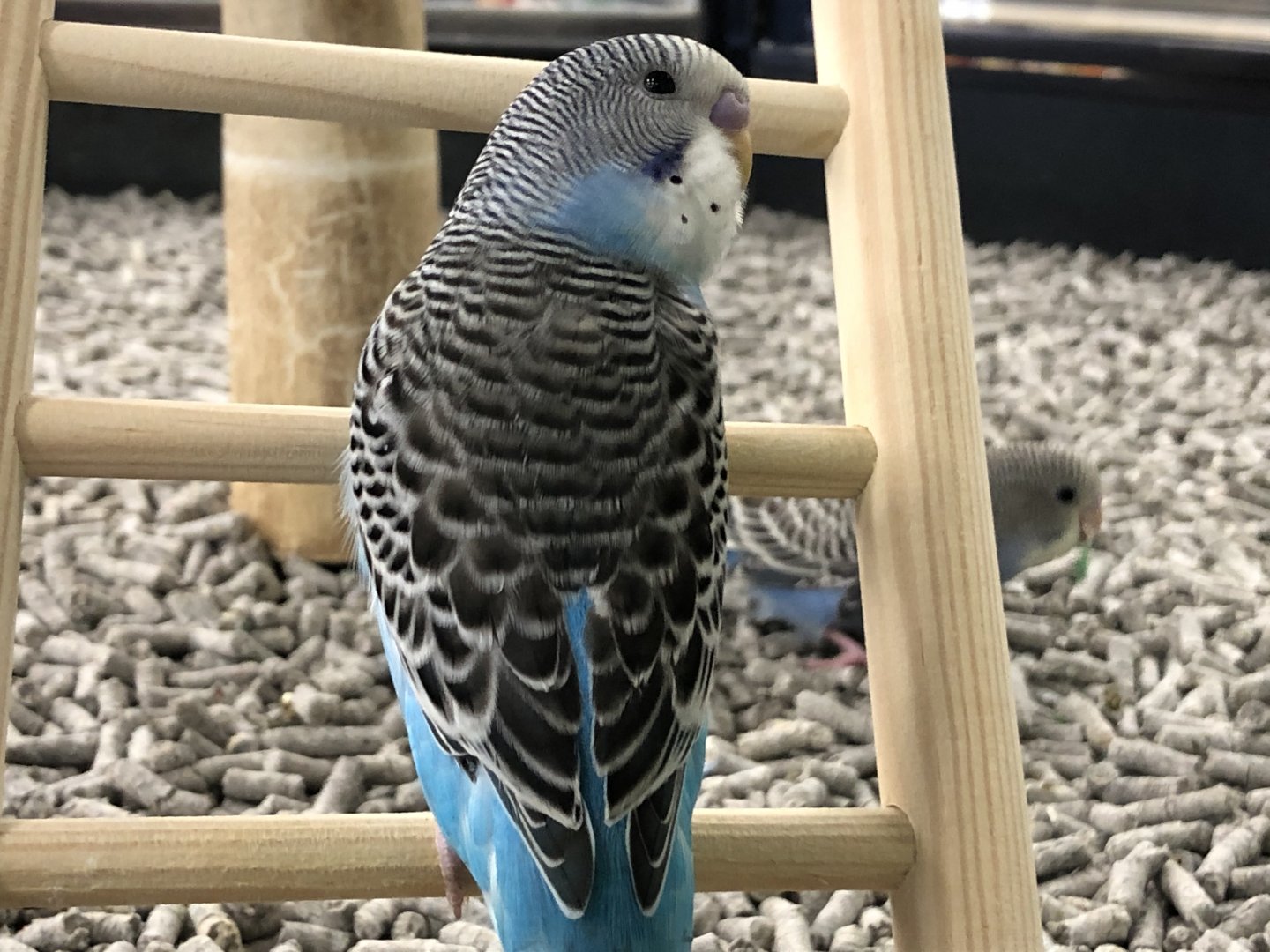 Budgerigar (Petco)