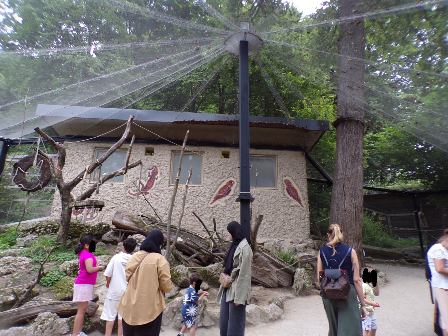 Budgerigar walkthrough aviary 13.7.25