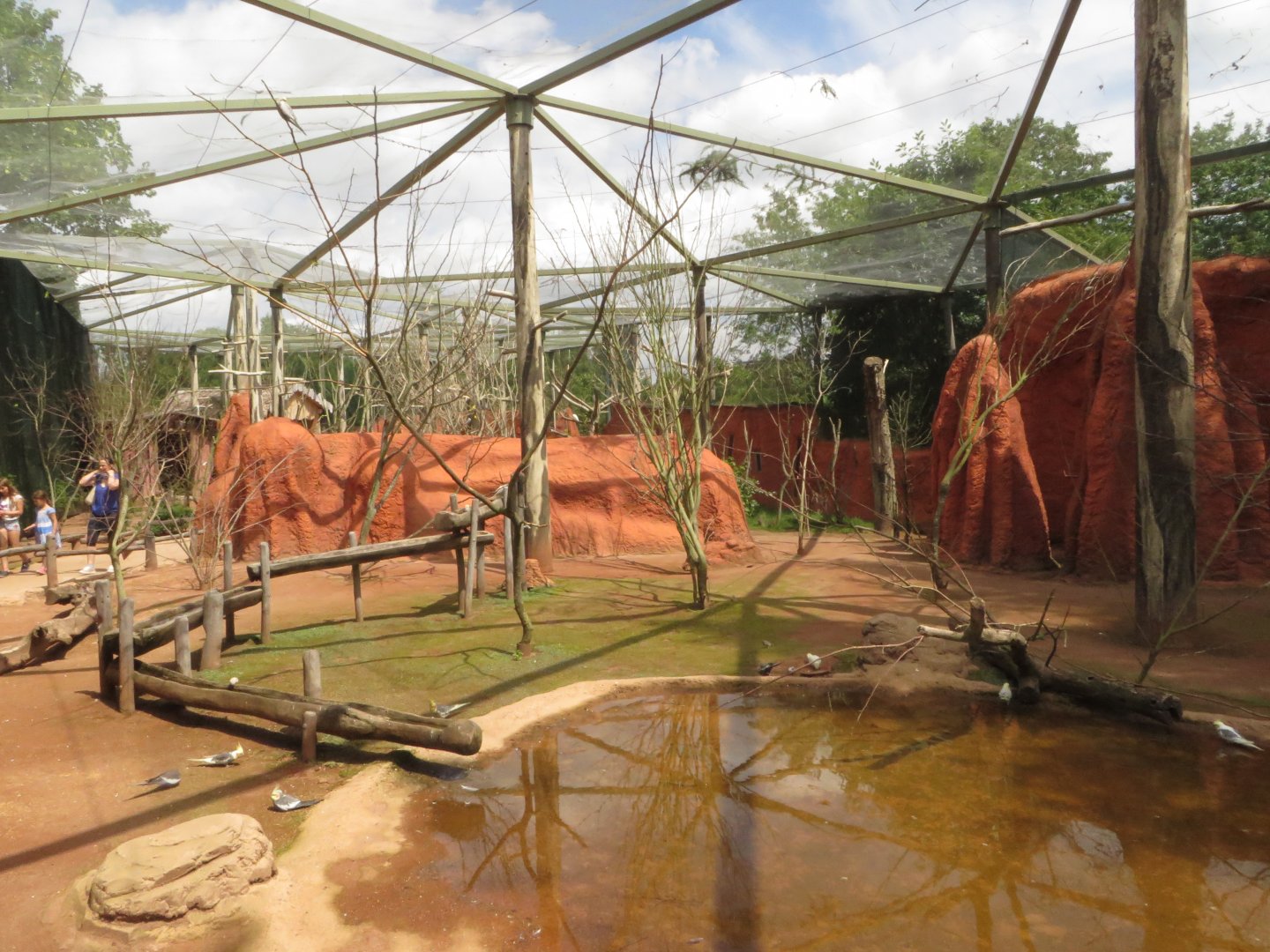 Budgerigar walkthrough