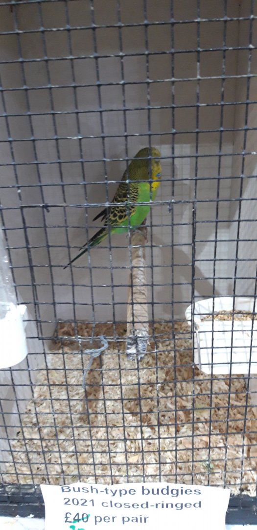 Budgerigar - wild type phenotype