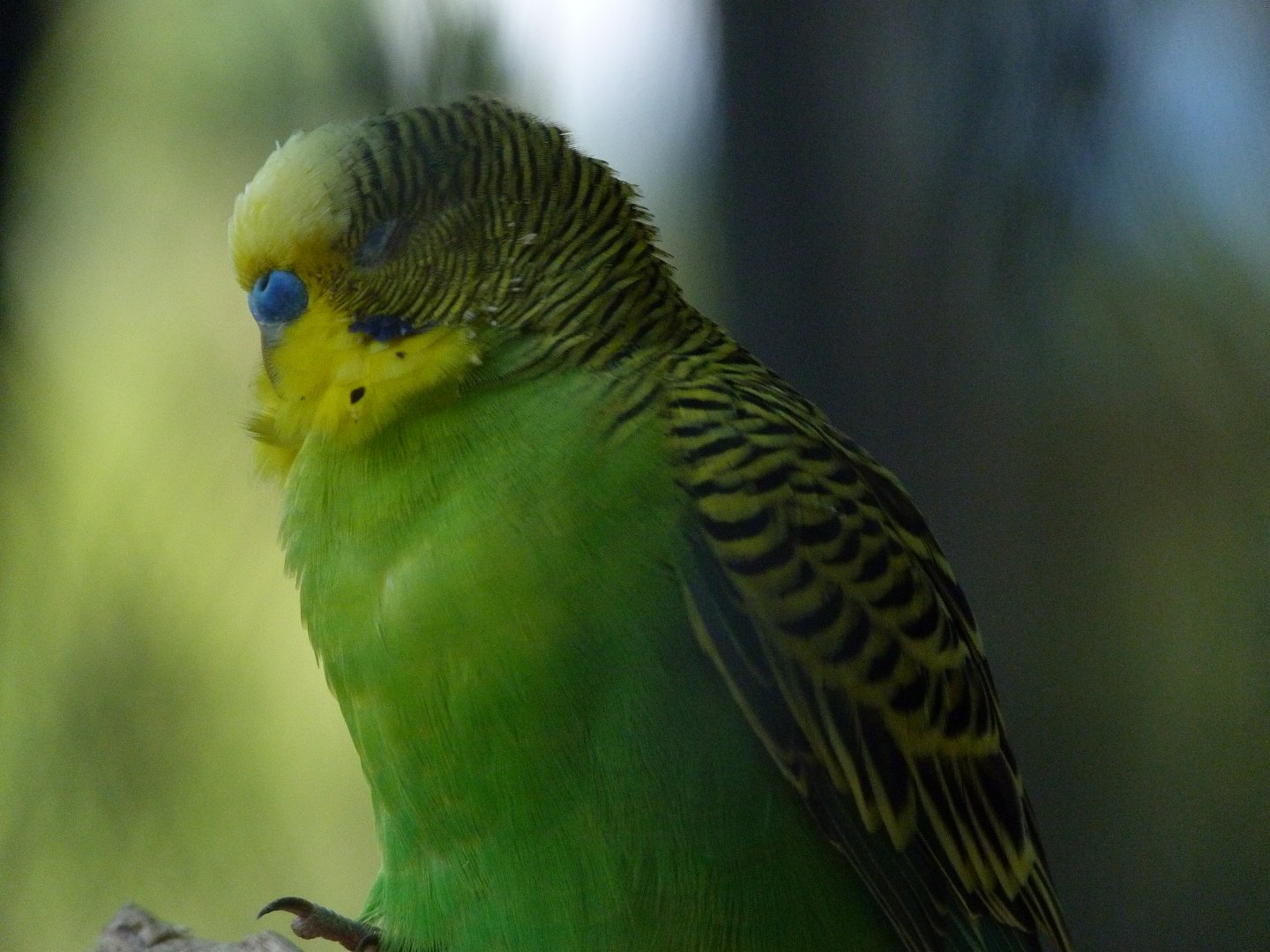 Budgerigar -Zoo Praha (2025)