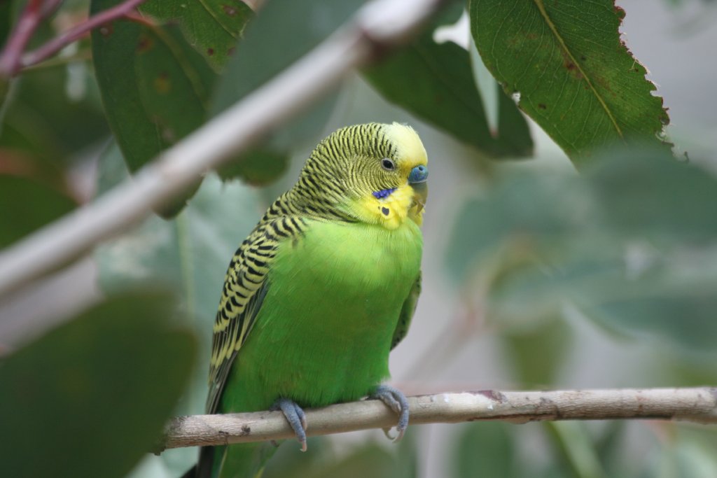 Budgerigar