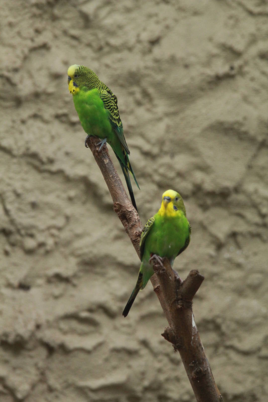 Budgerigar